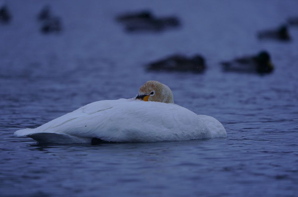 Строгий взгляд