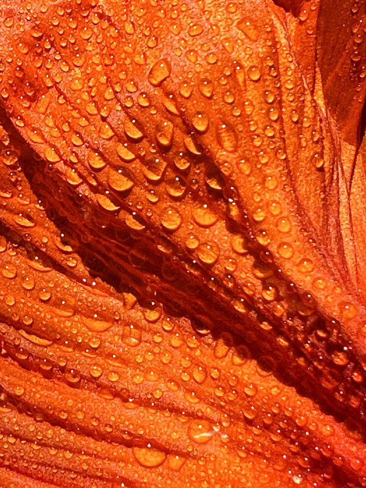 Photograph by Evgeniya Stafeeva