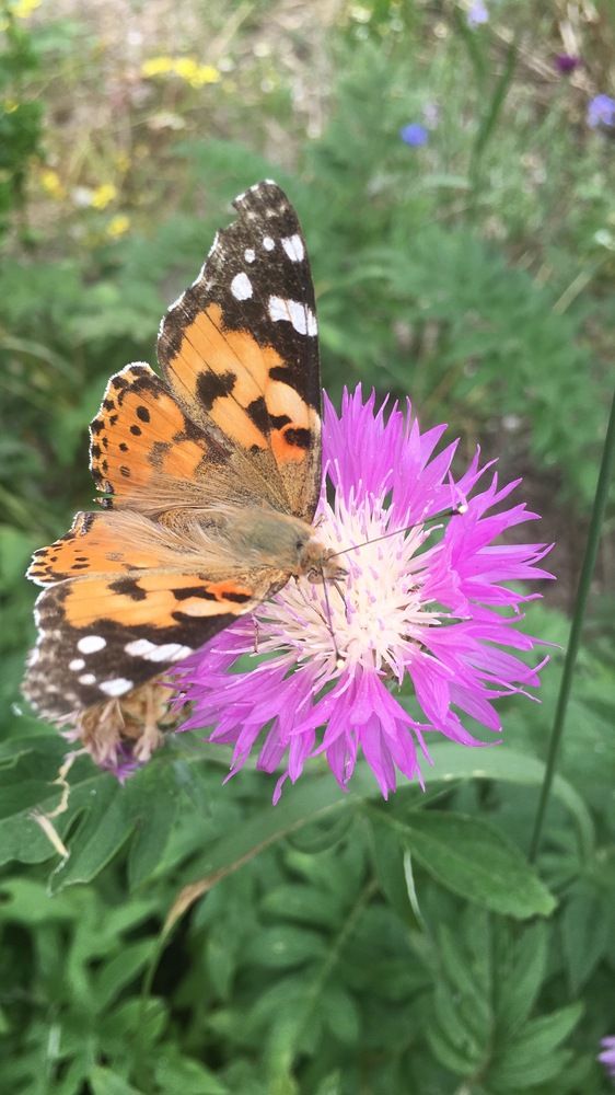 Photograph by Ангелина Марушко