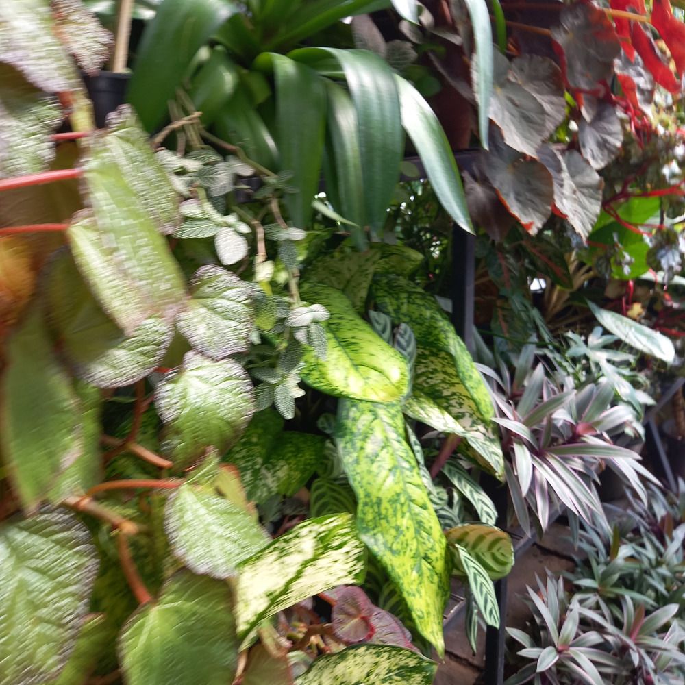 Photograph by Thilantha Abeysinghe