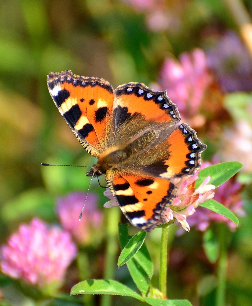 Photograph by Владислав Иопек
