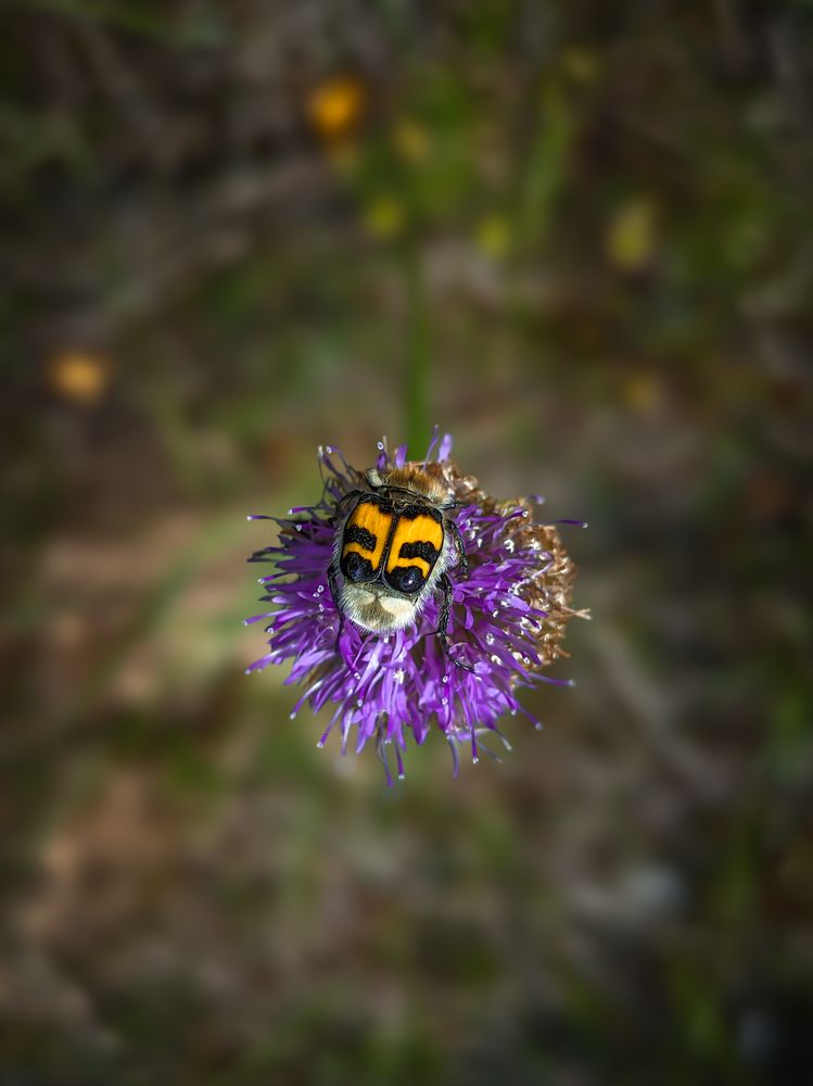 Фотография автора Александр Хухлов