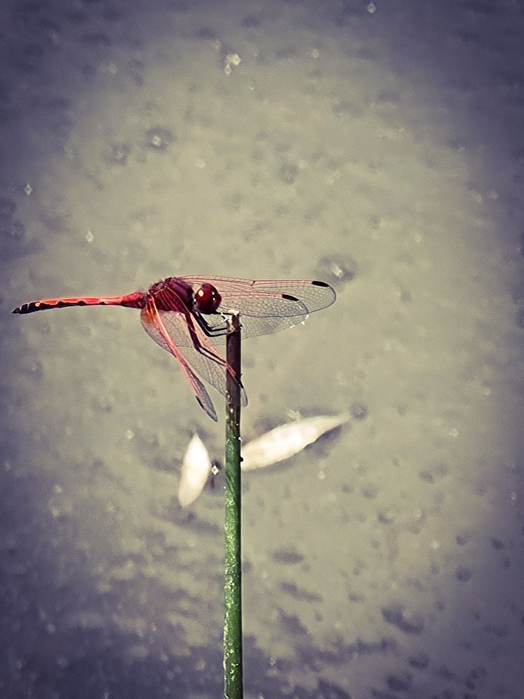 Фотография автора Rita Duvenhage