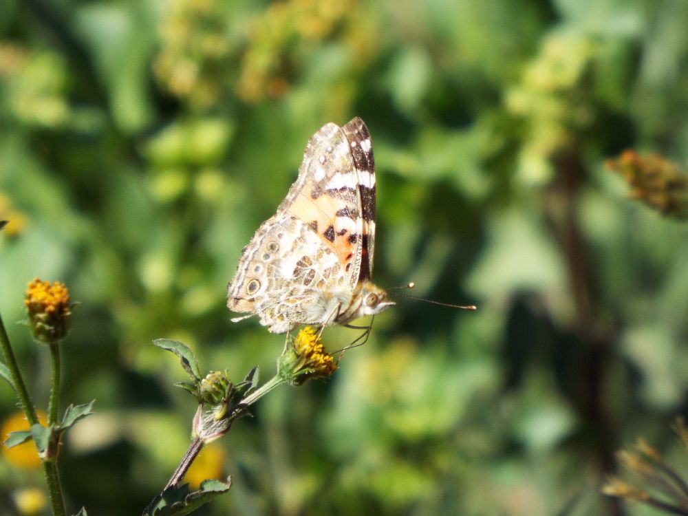 Фотография автора Rita Duvenhage