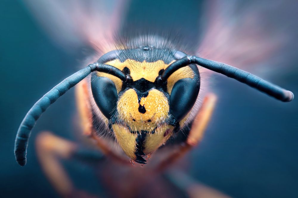 Photograph by Jorge Luis Cresti