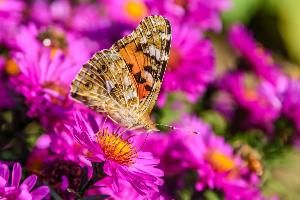 Photograph by  GeorgyPrimoretz