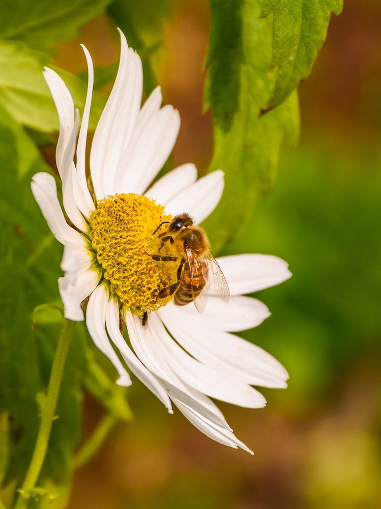 Photograph by  GeorgyPrimoretz