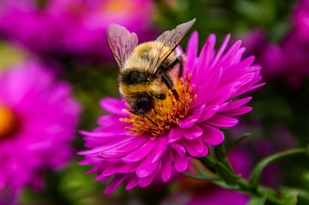 Photograph by  GeorgyPrimoretz