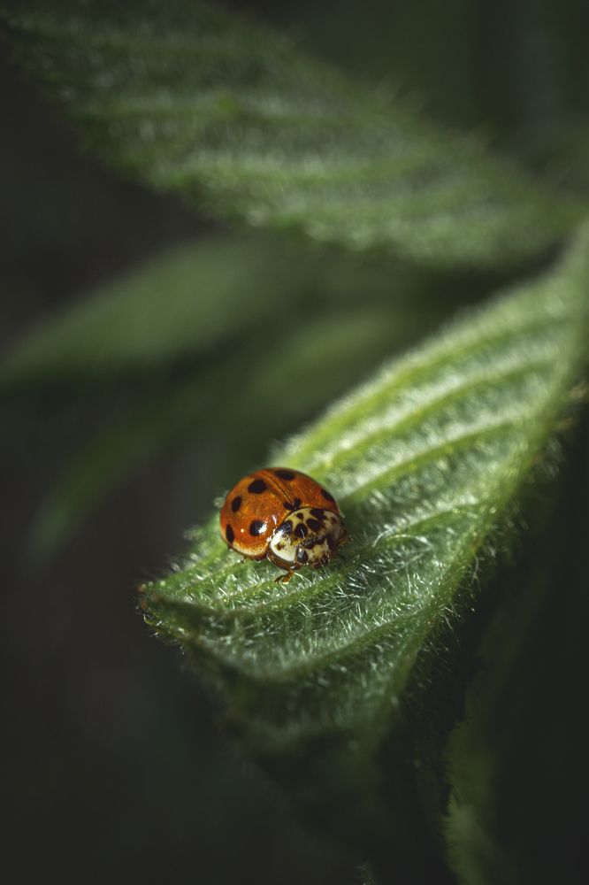 Photograph by Iryna Pravdiuk