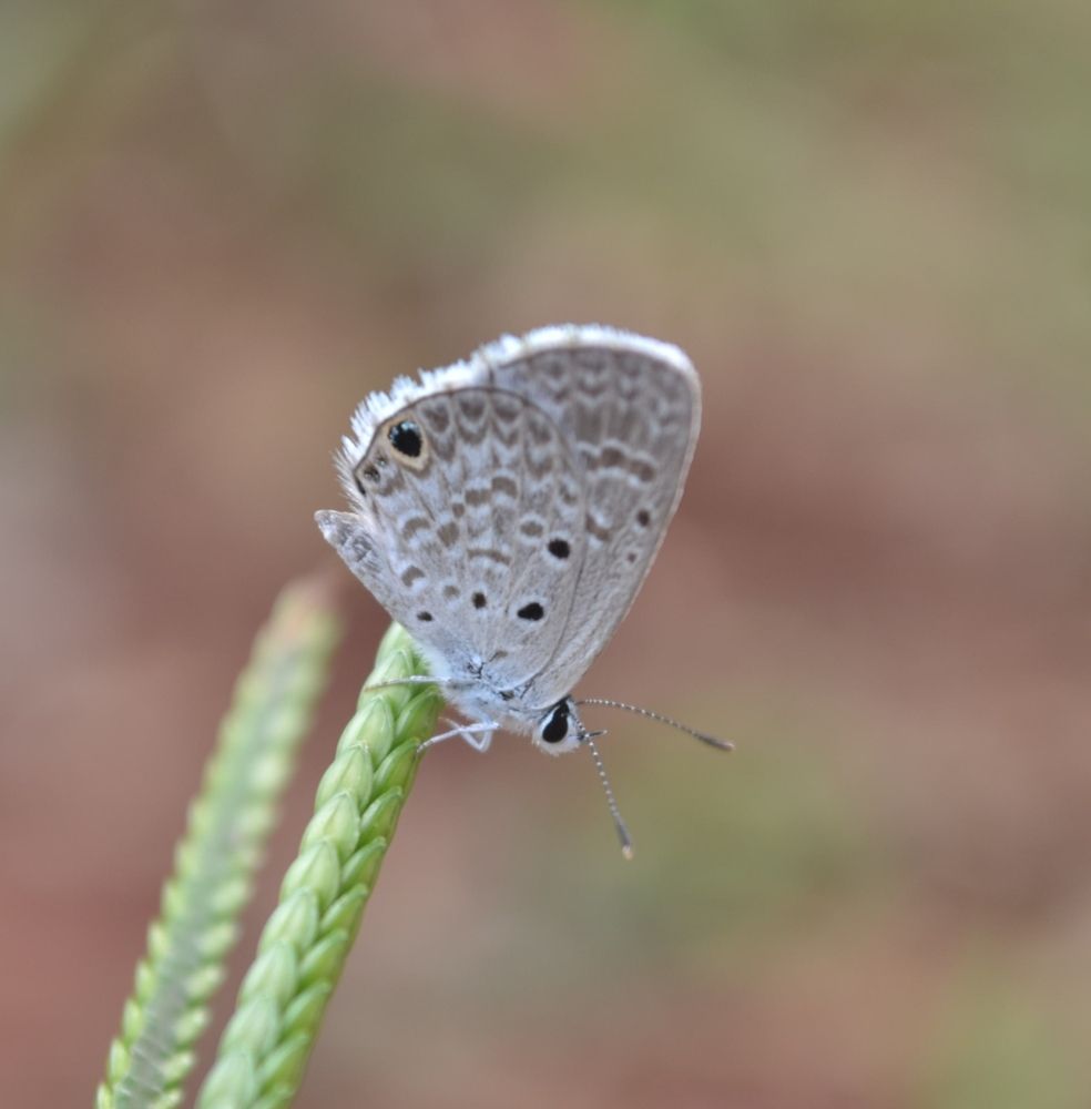 Photograph by Gildo de Campos Correa