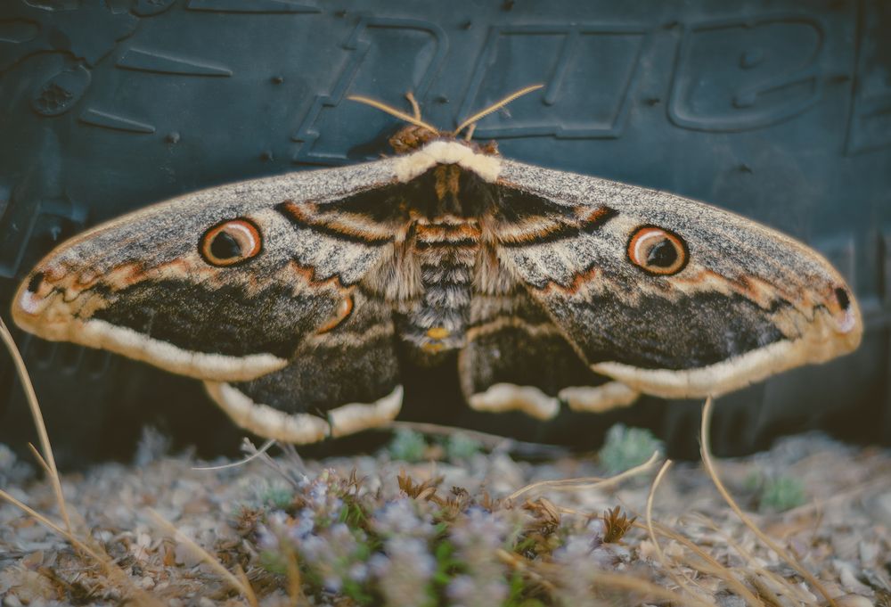 Photograph by Ольга Глущенко