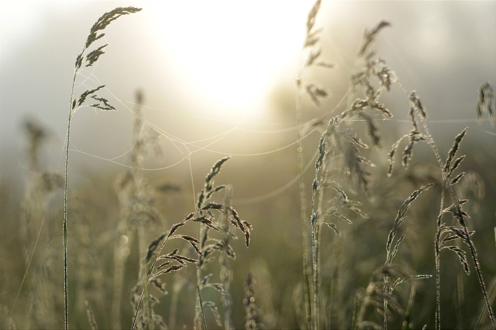 Впечатления