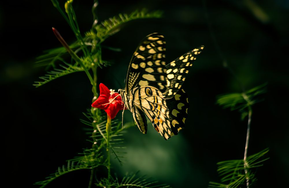 Photograph by Aquib Ahasan