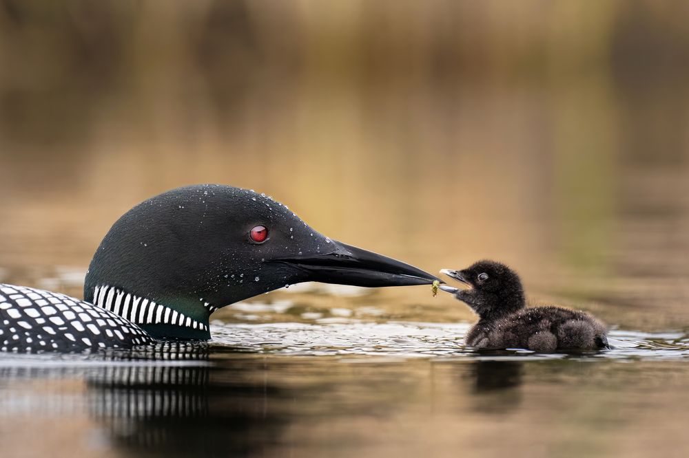 Photograph by KAREN BILGRAI COHEN