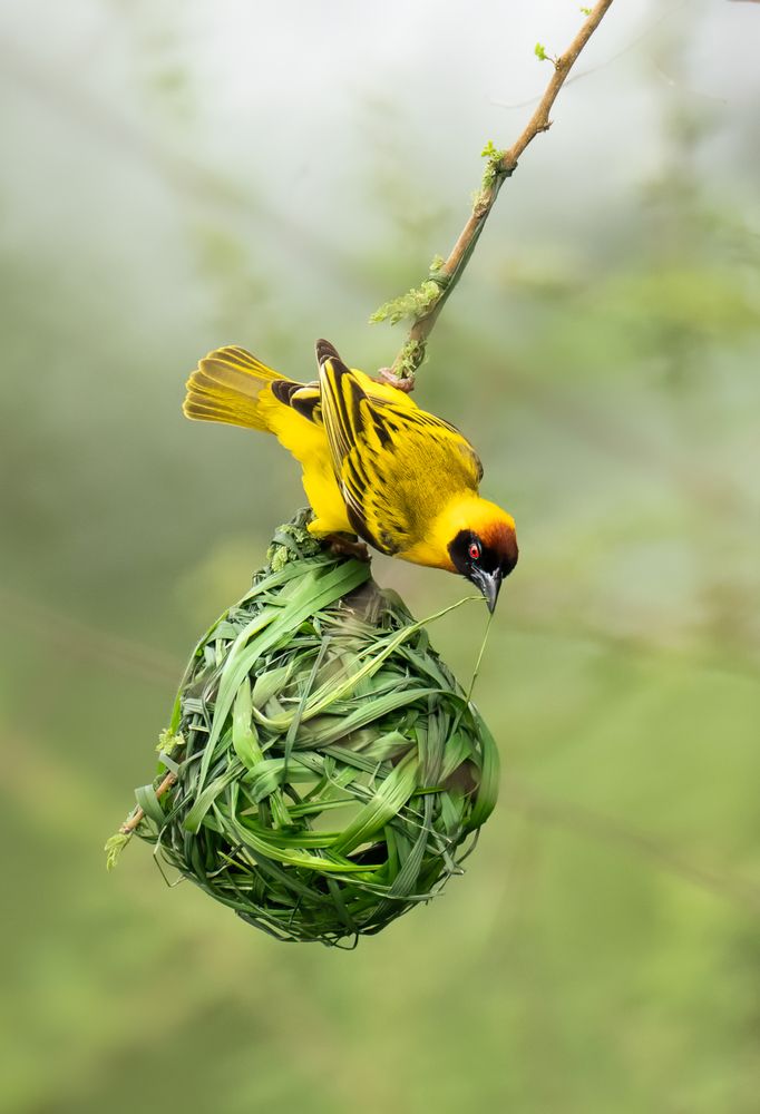 Photograph by KAREN BILGRAI COHEN