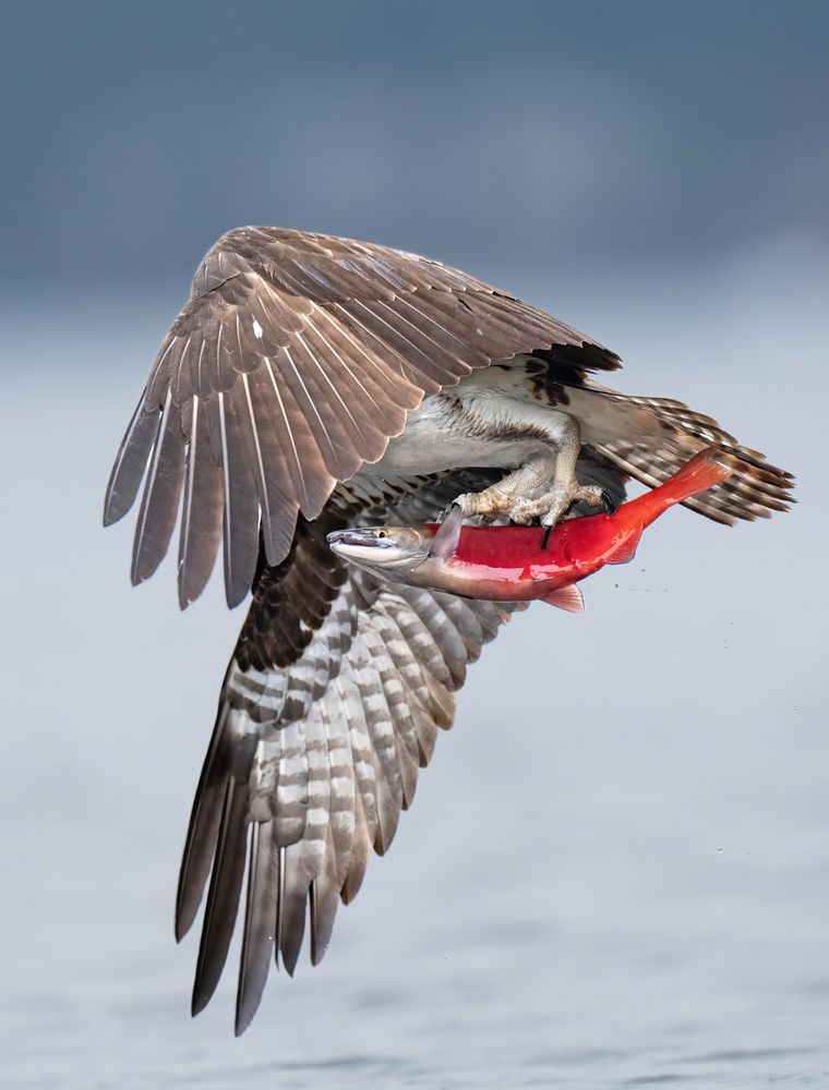 Photograph by KAREN BILGRAI COHEN