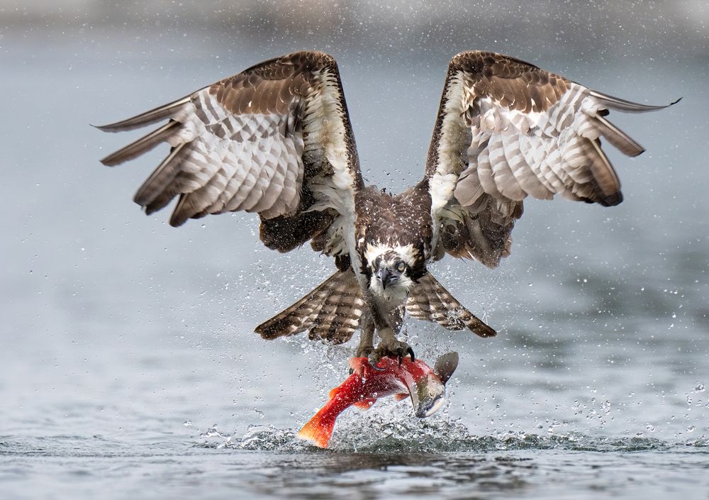 Photograph by KAREN BILGRAI COHEN