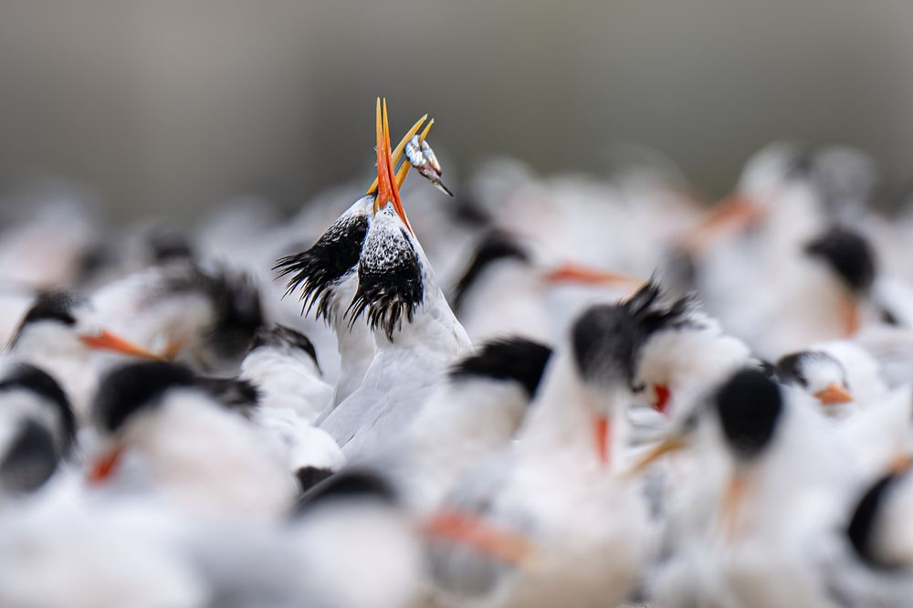 Photograph by KAREN BILGRAI COHEN