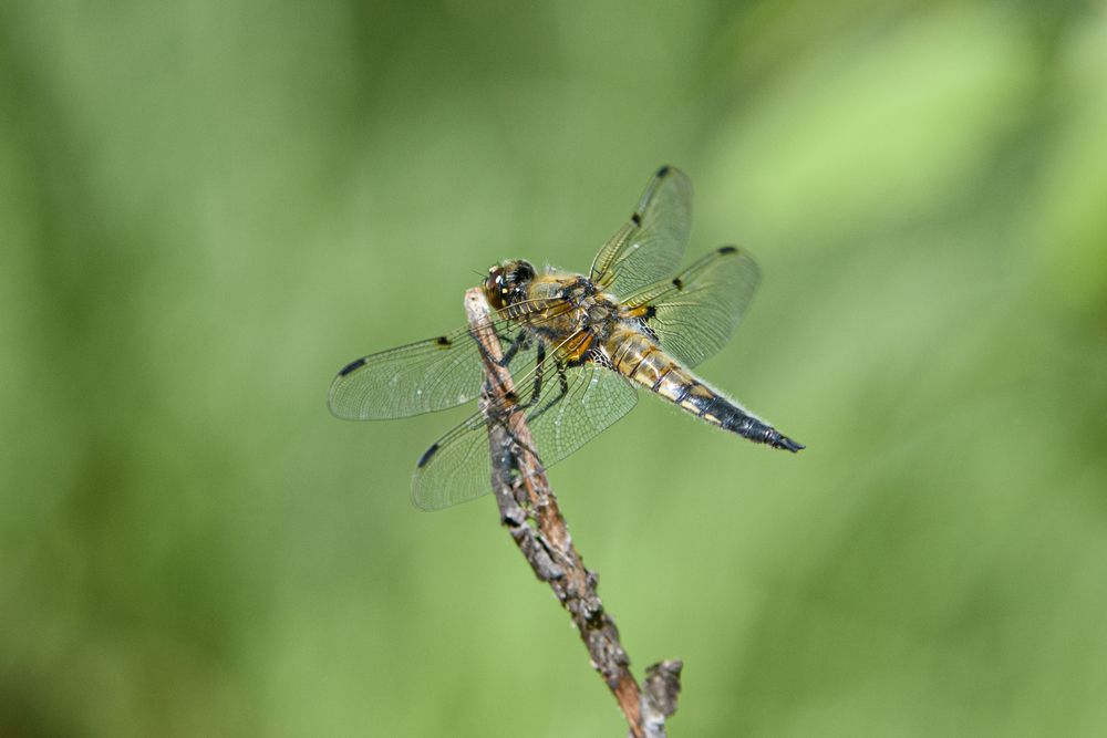 Photograph by Динара Зуйкова