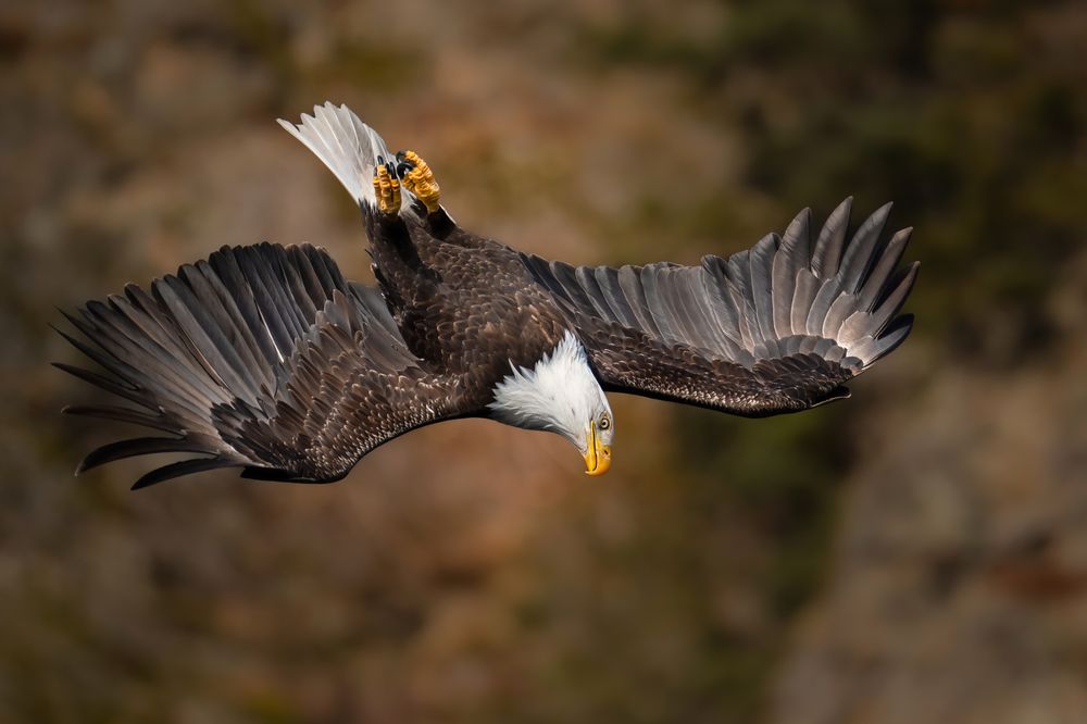 Photograph by KAREN BILGRAI COHEN