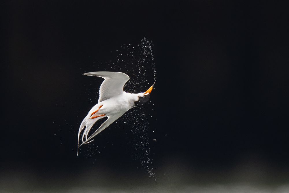 Photograph by KAREN BILGRAI COHEN