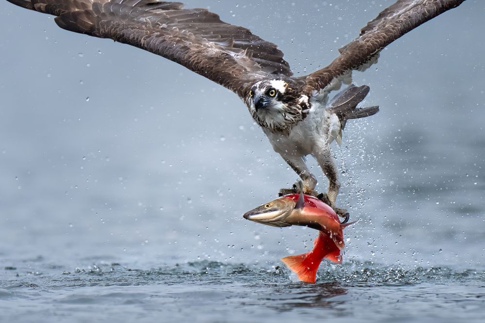 Photograph by KAREN BILGRAI COHEN