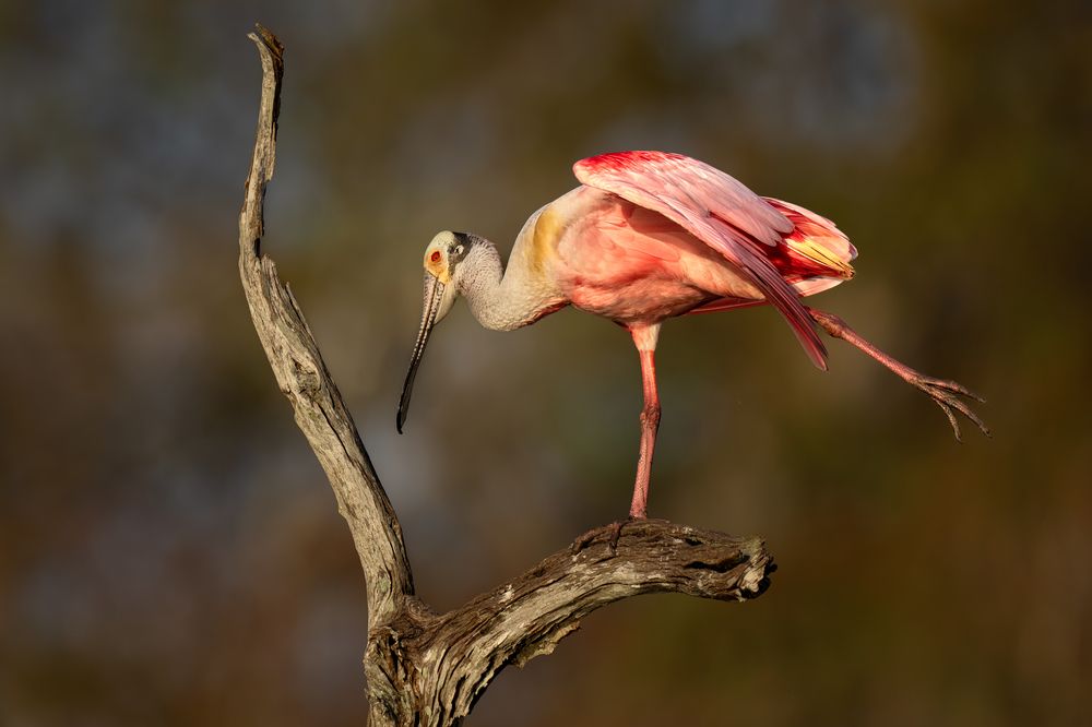 Photograph by KAREN BILGRAI COHEN