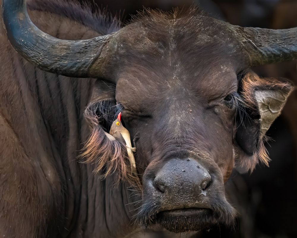 Photograph by KAREN BILGRAI COHEN