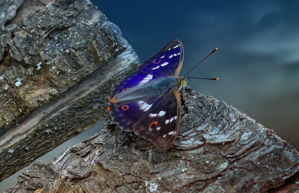 Photograph by Лидия Чугришина