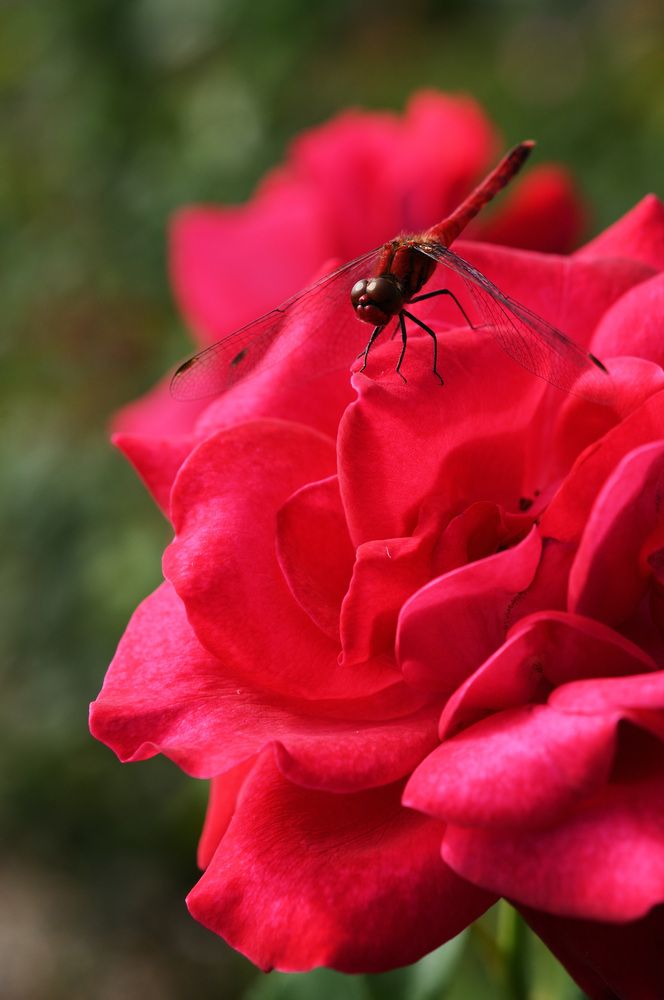 Photograph by Nobu-Oh