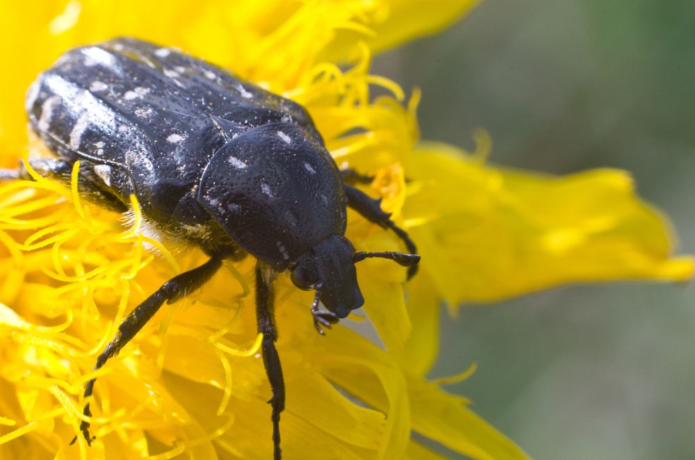 Фотография автора Александр Высотских