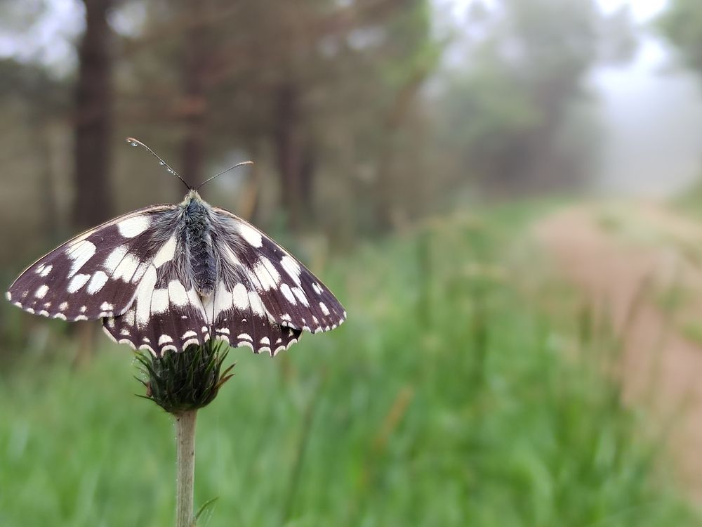 Цветок расцвел