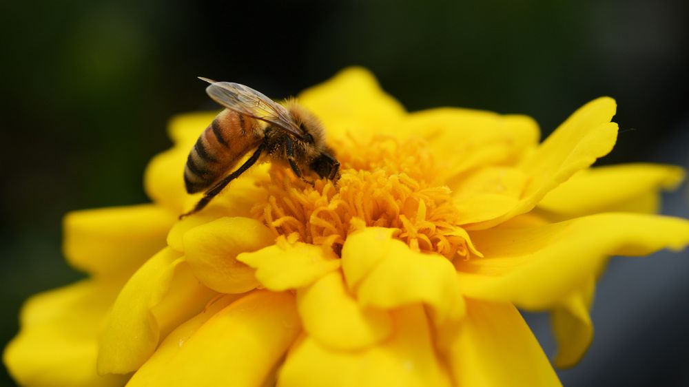 Photograph by Nobu-Oh