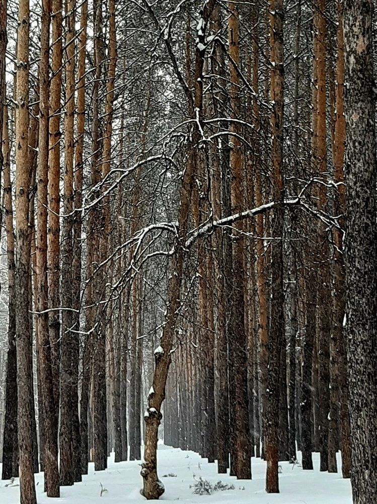 Пейзаж- День.