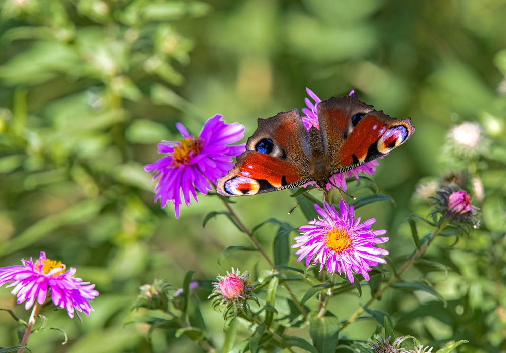 Photograph by Сиваков Алексей