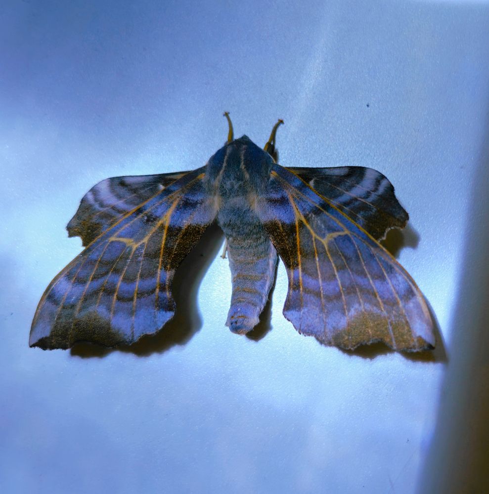 Photograph by Кристина Присяжная