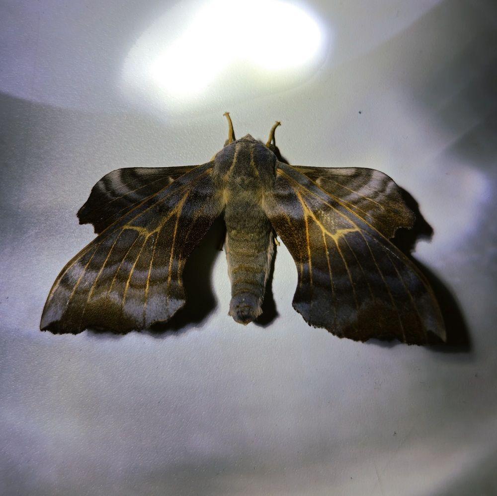 Photograph by Кристина Присяжная