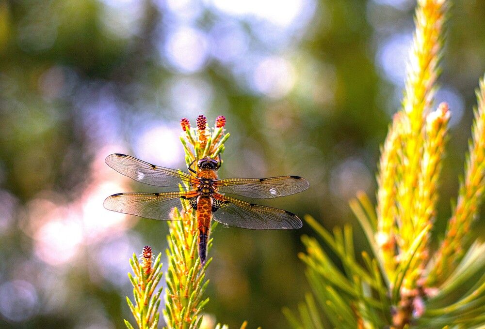 Photograph by Сиваков Алексей