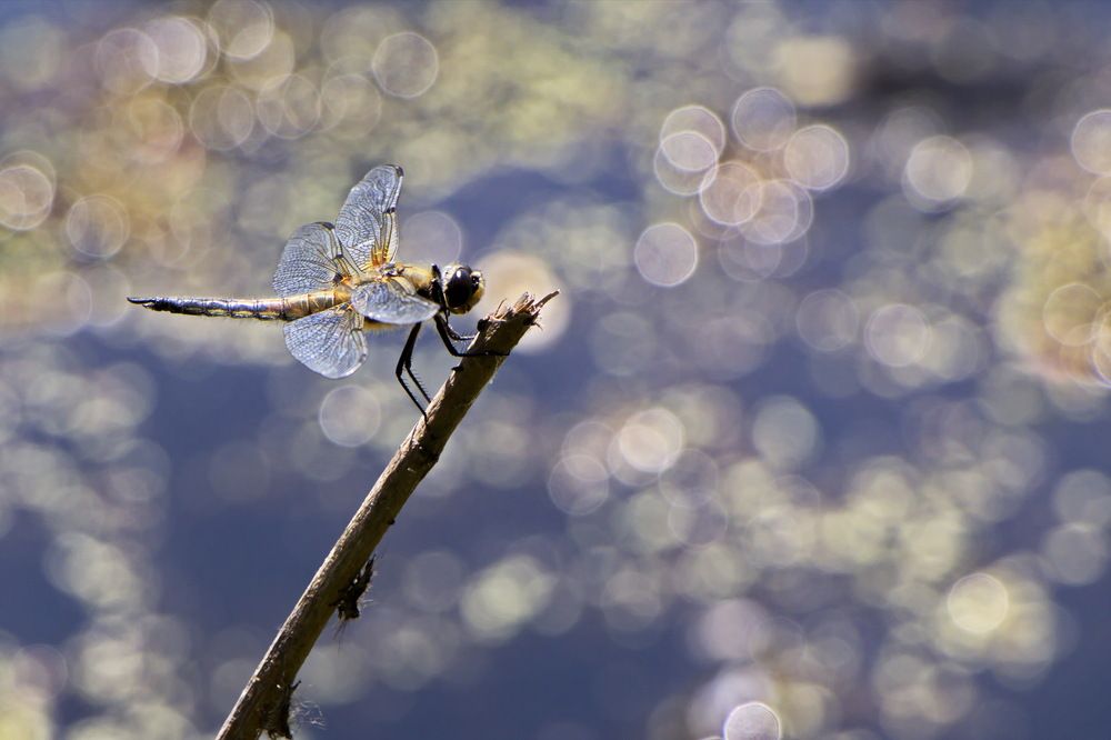 Фотография автора Анатолий Борисов