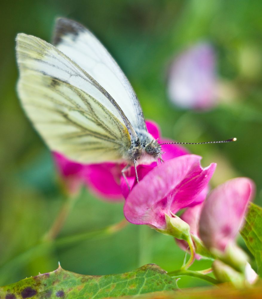 Фотография автора Александр Высотских