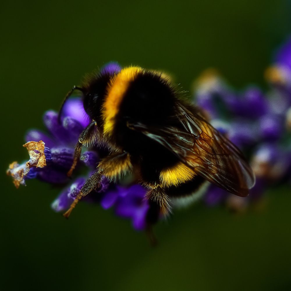 Фотография автора Igor Lukin