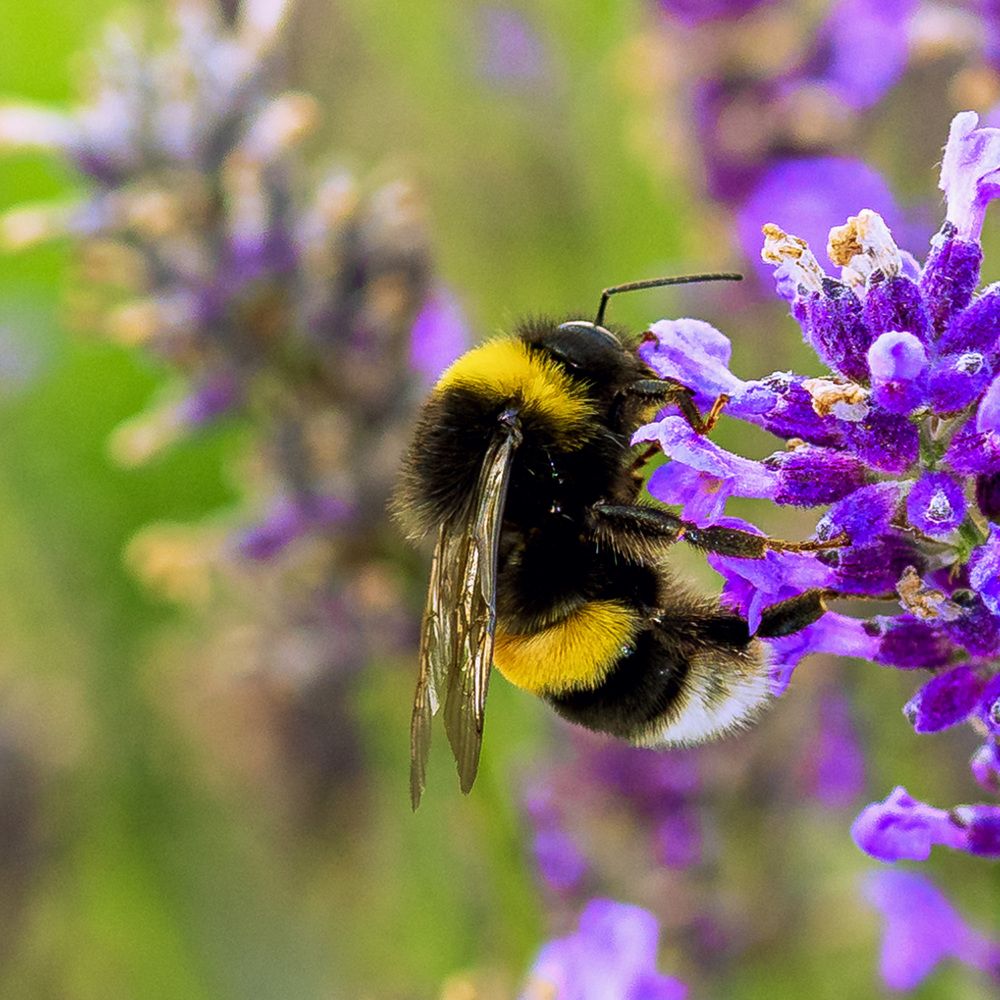 Фотография автора Igor Lukin