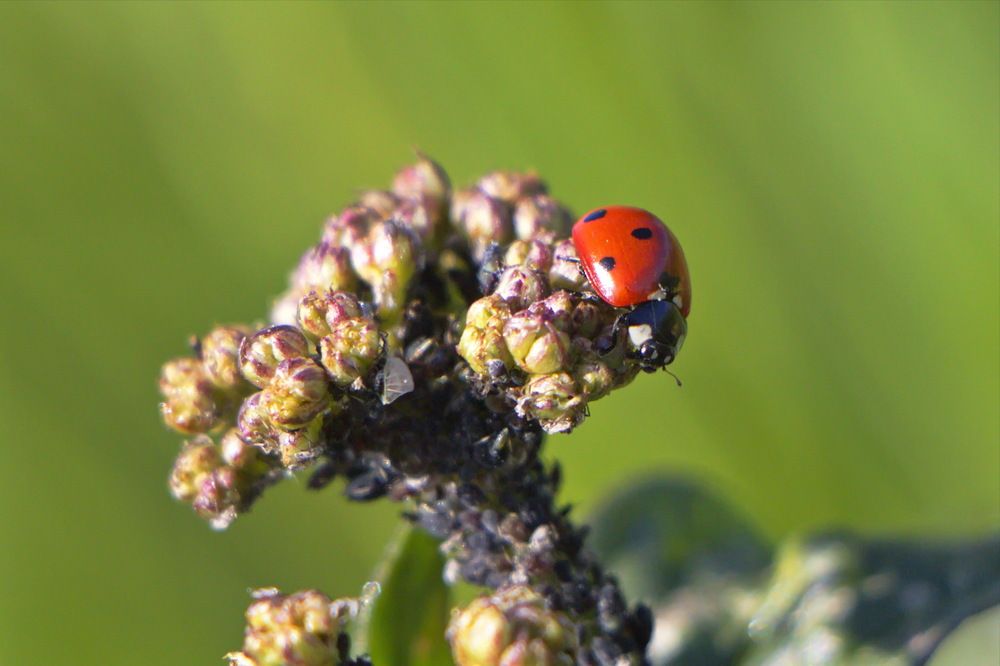 Фотография автора Анатолий Борисов