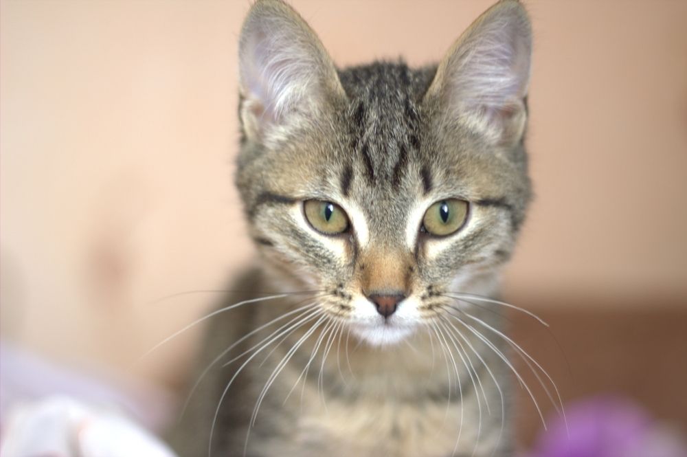 Photograph by Денис Пискунов