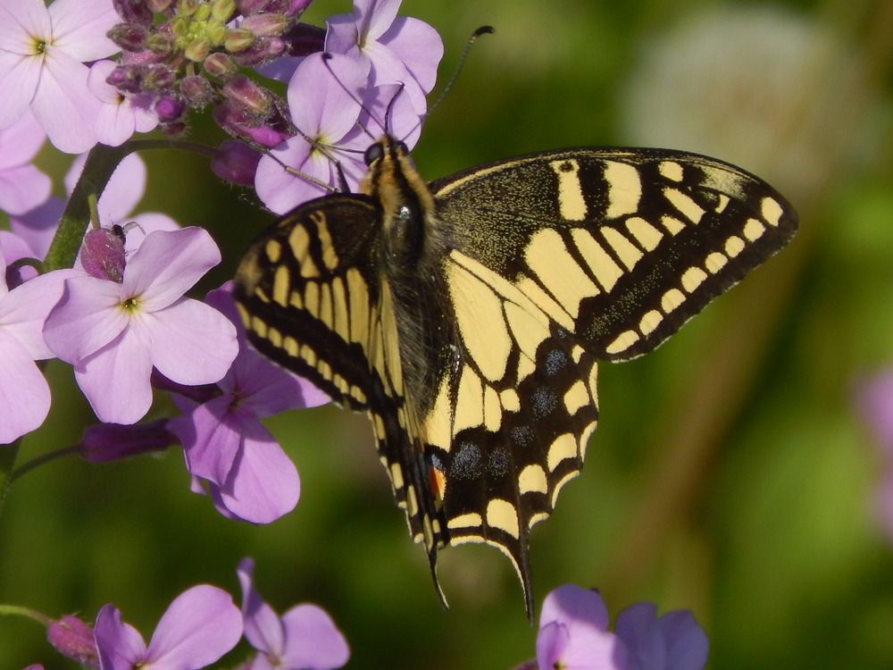 Желтый махаон пьет нектар из флокса.
