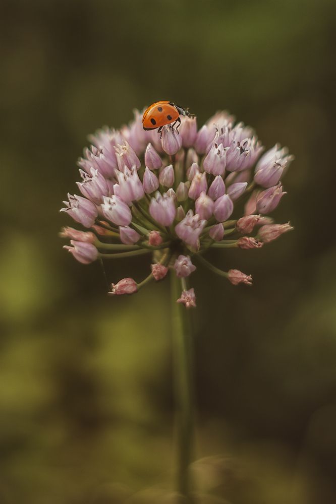 Photograph by Алена