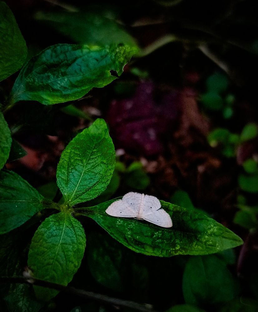 Photograph by SHRIYAKSHI