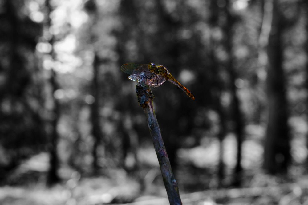 Photograph by Станислава Орлова