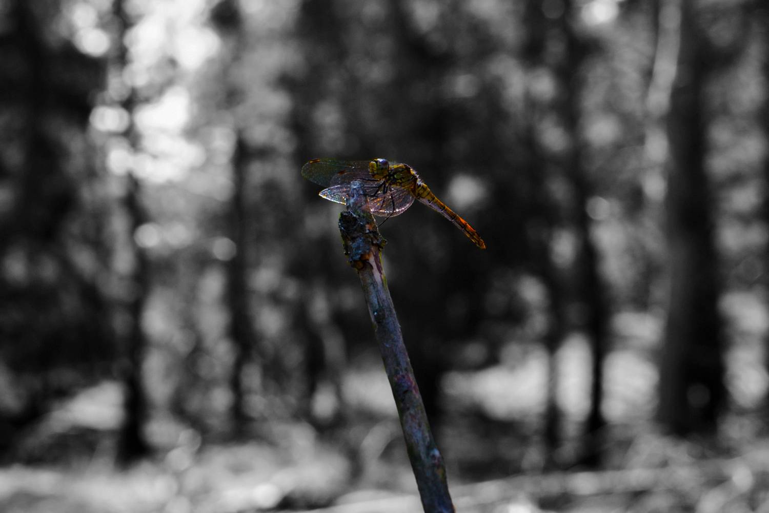 Photo #12052204
