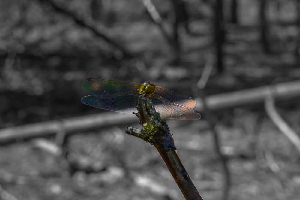 Photograph by Станислава Орлова